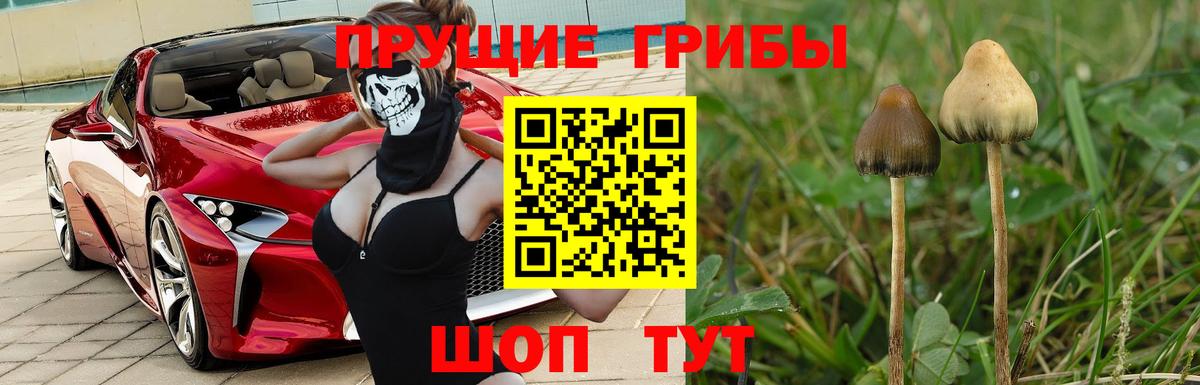 Псилоцибиновые грибы Psilocybine cubensis Приморско-Ахтарск